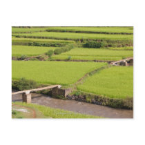 Landscape of rice plantations in Madagascar Post Card