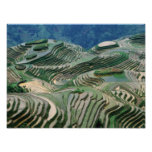 Landscape of rice terraces in the mountain, photographic print