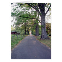 Lane in Spencer NC cards by Alasika Lane in Spencer NC cards
