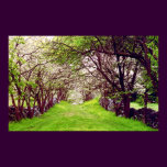 lane of dogwoods