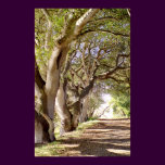 Lane of Oak Trees