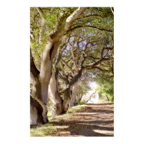 Lane of Oak Trees posters by dma847 Lane of Oak Trees posters