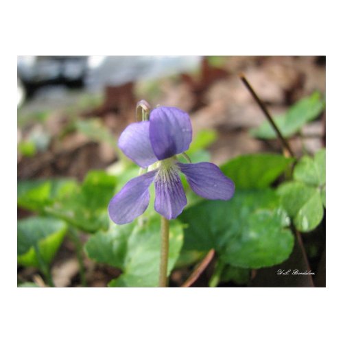 Langlois Violet print