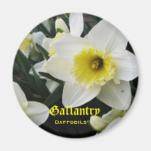Language of Flowers Daffodils Gallantry Magnets
