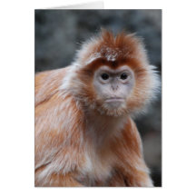 Langur  Greeting Card