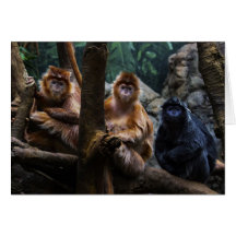 Langur Monkey Cards