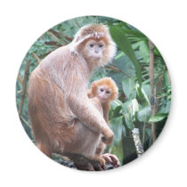Langur Monkey Mother & Baby Refrigerator Magnets