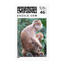 Langur Monkey Mother & Baby Stamps