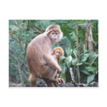 Langur Monkey Mother & Baby Postcards