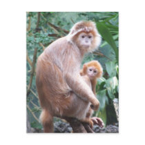 Langur Monkey Mother & Baby Post Cards