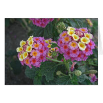 Lantana 1 greeting cards