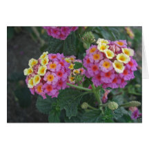 Lantana 1 greeting cards
