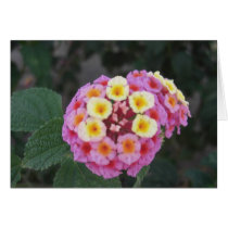 Lantana 3 greeting cards
