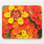 Lantana Alfombrilla De Ratones