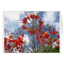Lantana Blooms Greeting Cards