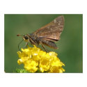 Lantana & Butterfly posters