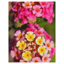 Lantana Camara Flyer