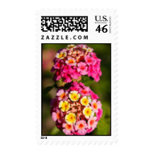 Lantana Camara Postage Stamps