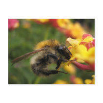 Lantana camara postcards