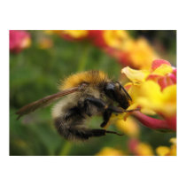 Lantana camara posters