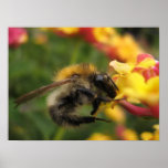 Lantana camara posters
