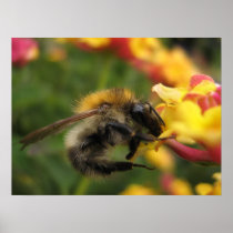 Lantana camara print