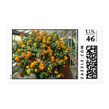 Lantana Camara (Yellow Sage) Pink flowers Stamps
