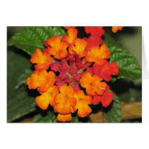 Lantana cards by princessklb07 Lantana cards