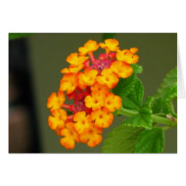 Lantana Greeting Card