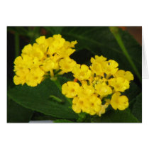 Lantana Cards
