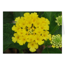 Lantana Greeting Card