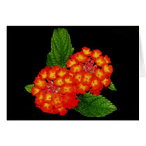 Lantana cards by princessklb07 Lantana cards