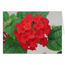 Lantana cards by princessklb07 Lantana cards