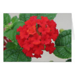Lantana Card