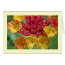 Lantana Card