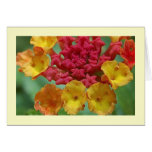 Lantana Card