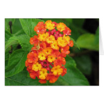 Lantana Cards