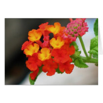 Lantana cards by princessklb07 Lantana cards