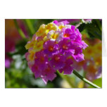 Lantana Cards