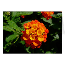 Lantana flower cards