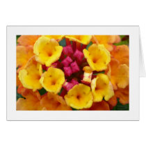 Lantana Flower II - Bordered cards