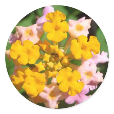 Lantana Flower with Ant Visitor Sticker by MyBackyard