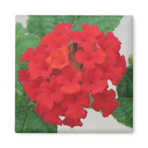 Lantana magnets by princessklb07 Lantana magnets