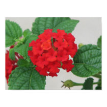 Lantana posters by princessklb07 Lantana posters