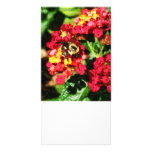 Lantanas and the Bee Photo Greeting Card
