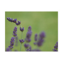Lanvender postcards by cshphotos Lanvender postcards