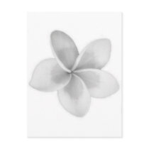 LAO FLOWER DOK CHAMPA - PLUMERIA postcards