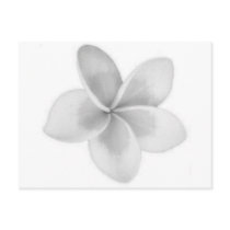 LAO FLOWER DOK CHAMPA - PLUMERIA postcards