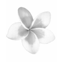 LAO FLOWER DOK CHAMPA - PLUMERIA t-shirts by saythany LAO FLOWER DOK CHAMPA - PLUMERIA t-shirts