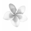 LAO FLOWER DOK CHAMPA - PLUMERIA t-shirts